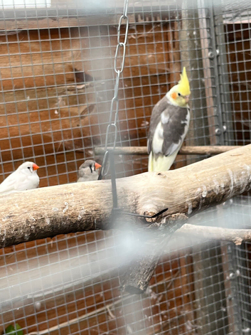 Cockatiel