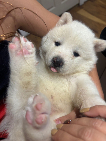 BEAUTIFUL JAPANESE AKITA INU PUPPIES