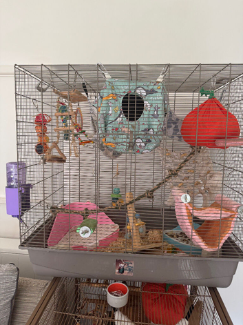 6 girls and 7 boys rats