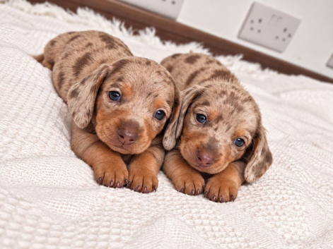 ️Very tiny stunning dachshunds baby ️