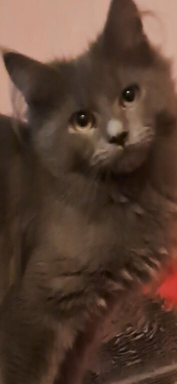 2 babies still looking for loving home