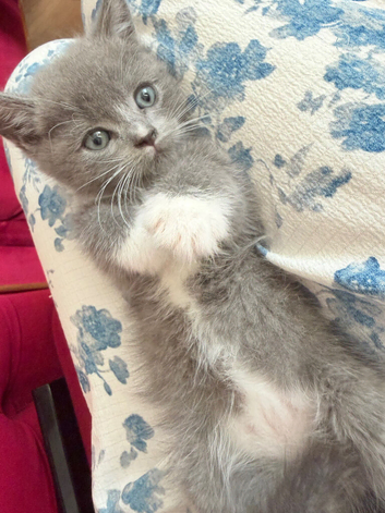 Adorable, healthy kittens looking for their forever homes! ️