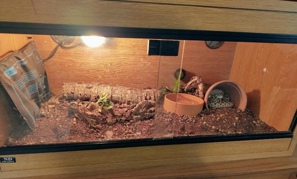 Adult Male Hognose with full set up.