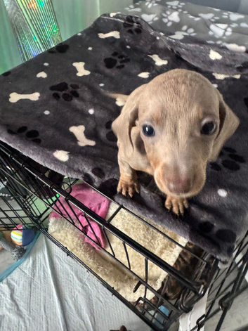 MinI Dachshund