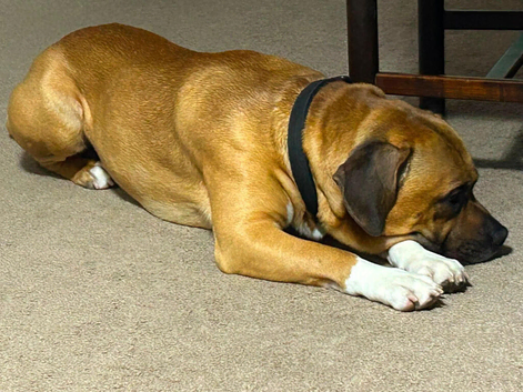 House Dog - Love Family and Childrens