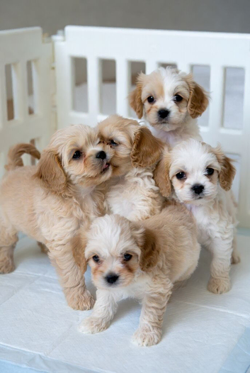 Tytuł;Adorable Hybrid Puppies &ndash; Cockapoo( maltipoo)