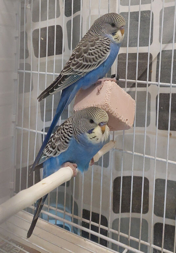 2 Baby boys split for blackwing