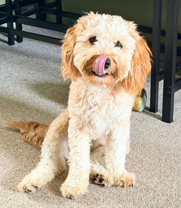 Cavapoo puppy