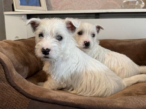 West highland terrier READY NOW