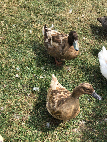 Male and female khaki Campbell ducks for sale