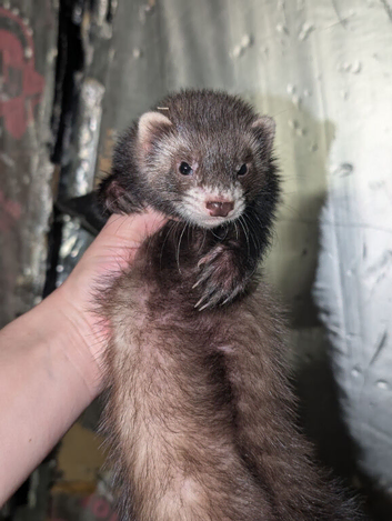Baby (Jill's only ) PET ferrets READY NOW