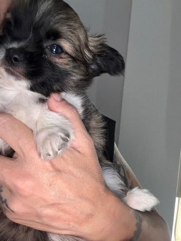 Long haired tricolour male pup available