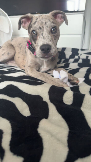 Whippet cross bulldog