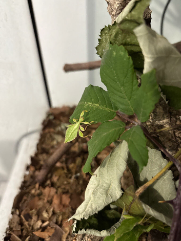 Leaf Insect Nymphs males and females