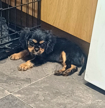 Beautiful cavalier king charles puppies