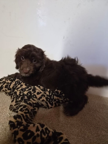 F1 cockerpoos puppies