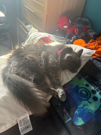 Fluffy Russian blue