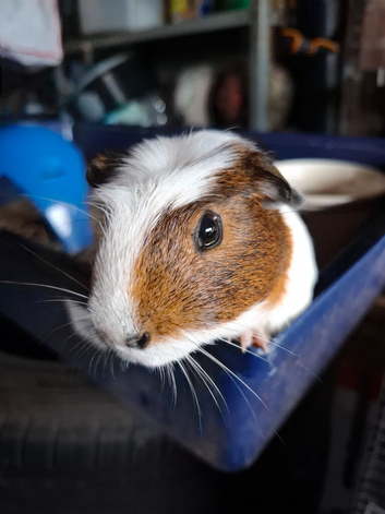 Young Male Guinea Pig