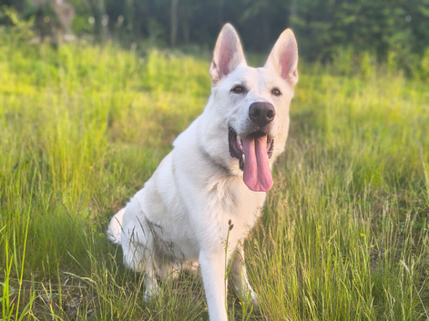 Klaus &ndash; 11-Month-Old Male White Shepherd Looking for an Active Forever Home