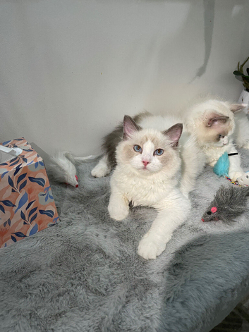 east European Ragdoll Kittens