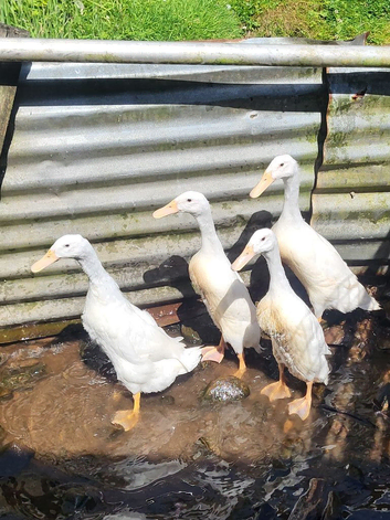 ***PUREBRED WHITE INDIAN RUNNERS ***