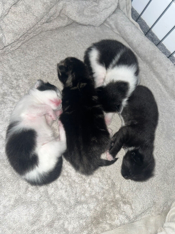 8 kittens available