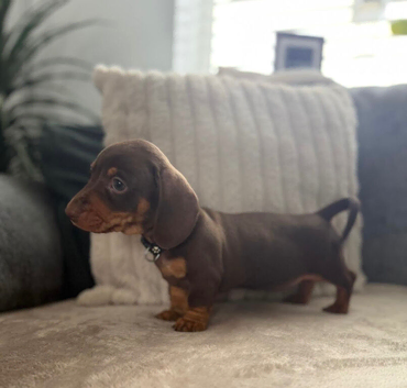 READY WEDNESDAY GIRL AVAILABLE Miniature Dachshund