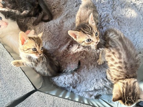 Kittens