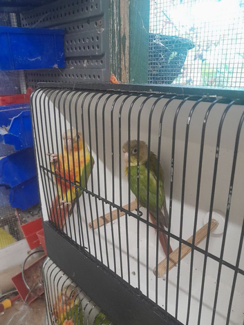 Pineapple conures