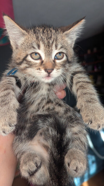 6 adorable Siberia kittens