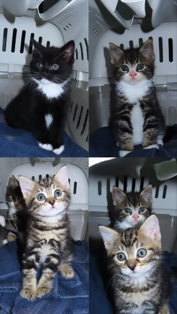 kittens looking for new homes