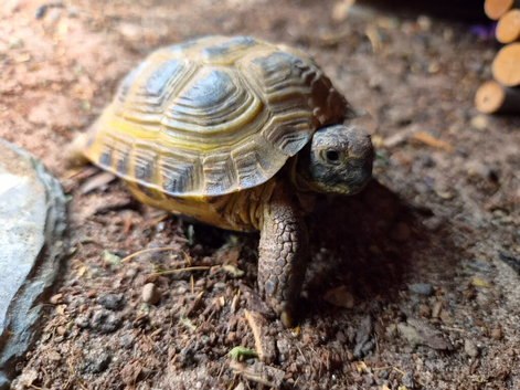 Horsfield tortoise with full set up
