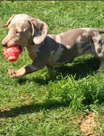 Miniature dachshund looking for her forever home