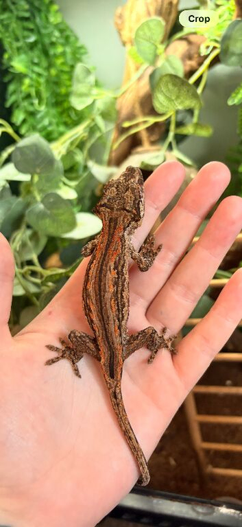 Female gargoyle geckos and tank