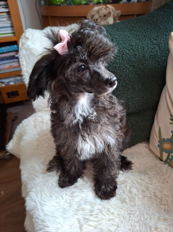 Papipoo puppies