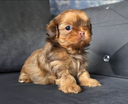 Imperial Shih Tzu Puppies KC registered