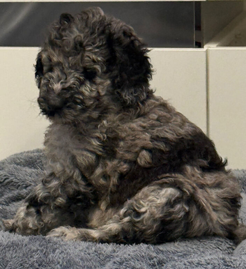 Amazing standard poodle fur babies