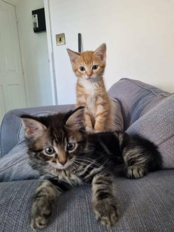 Kittens