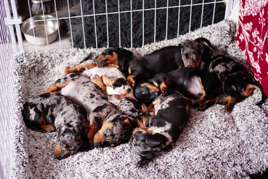 Pure-bred Mini Dachshund Puppies &ndash; Ready For Their Forever Homes!