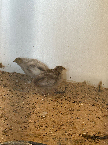 Button quail
