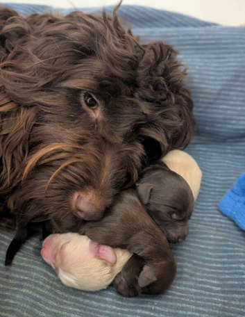 Australian Labradoodle/Cockapoo pups