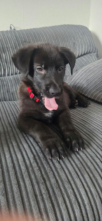 4 female German shepherds