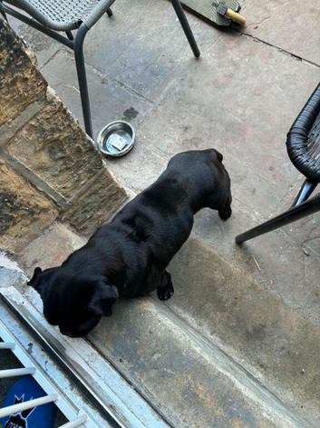 Pug