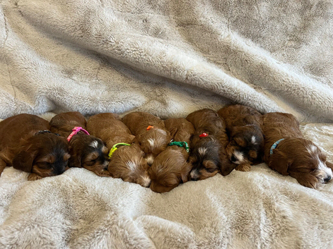F1 Cockapoo Puppies PRA clear! Both parents KC registered- Health Tested