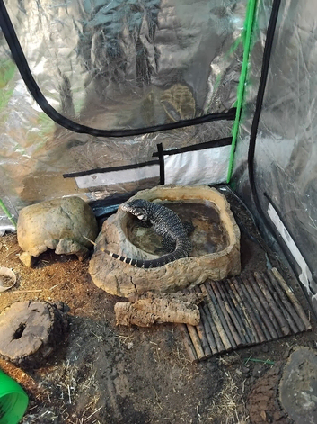 Black and white Argentine tegu