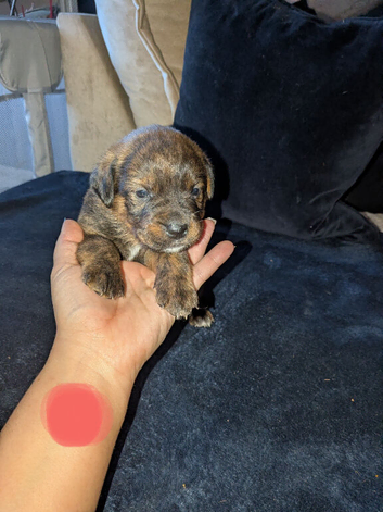 Boxer x Rottweiler puppies