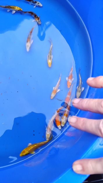 koi carp &pound;5 each