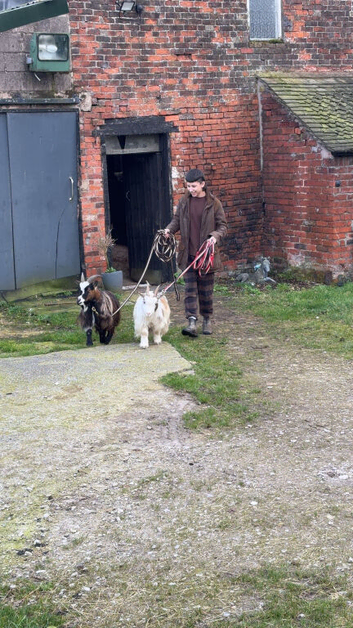 Pygmy goats