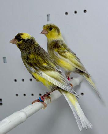 Beautiful pair of jaspe raza canaries for sale