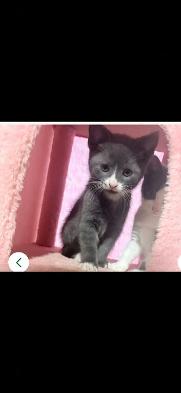 Grey and white male kitten